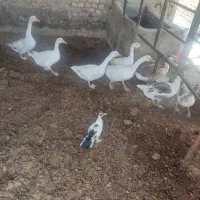 غاز