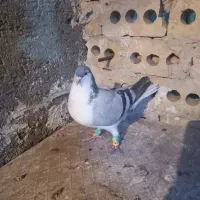 کبوترسارسالار|پرنده|تربت‌حیدریه, فردوسی جنوبی|دیوار