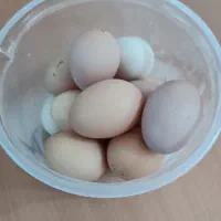 تخم مرغ بومی