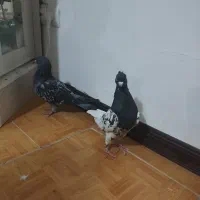 کبوتر کله سیاه کاکلی با کبوترسبز