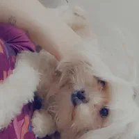 واگذاری سگ شیتزوکراس