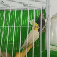 عروس هلندی با جوجه