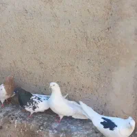 تعداد کبوتر فروشی سفید سیاه کله ای پشدار سبز