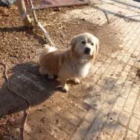 سگ پیدا شده|سگ|آفتاب, |دیوار