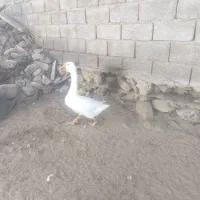 قوغاز نر لیندا