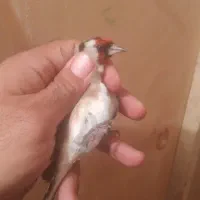 سهره درشت نروماده|پرنده|تبریز, |دیوار