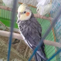 عروس هلندی فروشی