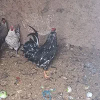 خروس گلین