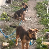 ۲توله ژرمن با مادر