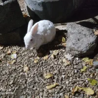 خرگوش نر چشم قرمز ذات مید ده تای