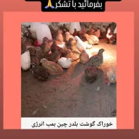 فروش بلدرچین ارگانیک|حیوانات مزرعه|آستانه اشرفیه, |دیوار