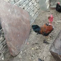 فروش مرغ تخم گذار درجه یک و جوان|حیوانات مزرعه|کویرات, |دیوار