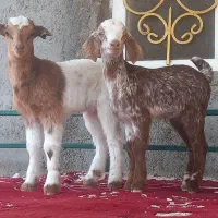 کهر شیر خواربازیگوش دوقلو زا زیر بزشیری مخوره پسنک|حیوانات مزرعه|بندرعباس, |دیوار