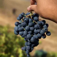 فروش انگور سیاه