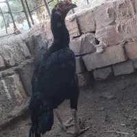 مرغ خروس|حیوانات مزرعه|ایرانشهر, |دیوار