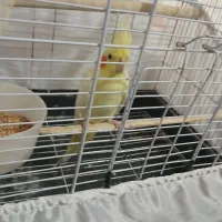 عروس هلندی نر|پرنده|کیاشهر, |دیوار