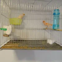 قناری نژاد دار جفت