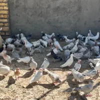 کبوتر|پرنده|سبزوار, توحیدشهر|دیوار