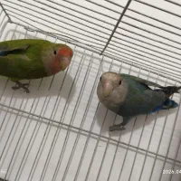 کوتوله برزیلی