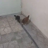 ۲عددجوجه یک ساله