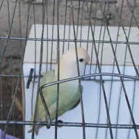 ۲ جفت کتوله برزیلی