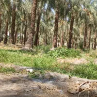مغ گراس هستم انواع مغ قیمت توافقی