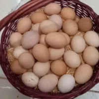 تخم مرغ محلی نطفه دار