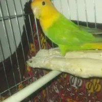 طوطی برزیلی اوپال