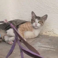 واگذاری گربه خانگی