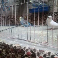 مرغ عشق|پرنده|سراوان, |دیوار