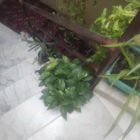 گل آپارتمانی