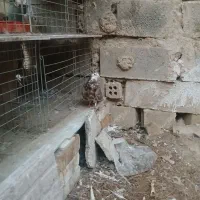 سرخ گلین قصری