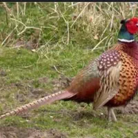 جوجه های زینتی|حیوانات مزرعه|مشگین شهر, |دیوار