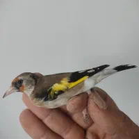 ماده سهره دورگ