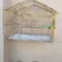قفس پرنده|لوازم جانبی حیوانات|فردوس (خراسان), |دیوار