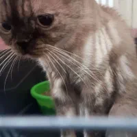 گربه پرشین اسکاتیش ارزون|گربه|گنبد کاووس, |دیوار