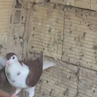 کبوتر.کفتر.|پرنده|قم, یزدان‌شهر|دیوار