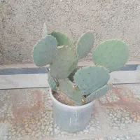 کاکتوس|گل و گیاه طبیعی|تهران, بهارستان|دیوار