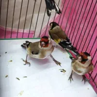 سهره چارگل ریزه خون