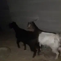 سه عدد نزار چاق با یک عدد چپشت