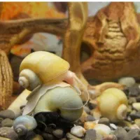 حلزون سیب  آکواریوم|ماهی|مشهد, نوید|دیوار