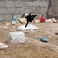 کفتر گم شده
