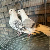 دوکت (پشتدار)