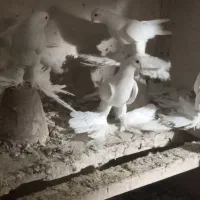 پرنده|پرنده|تبریز, |دیوار