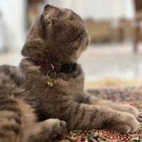 گربه اسکاتیش فولد  رنگ خاص
