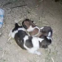 توله سگ