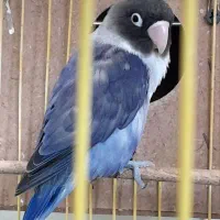 کوتوله نر تک|پرنده|گرگان, |دیوار