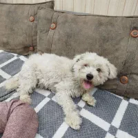 سگ شیتزو پشمالو|سگ|کرمان, |دیوار