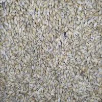 جو خارجی،ینجه،کاه،دامی،بره