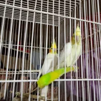 یک جفت عروس هلندی|پرنده|زاهدان, |دیوار